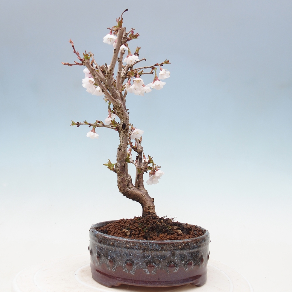 Vonkajší bonsai - Prunus incisa Kojou-no mai-Slivoň vyrezaná