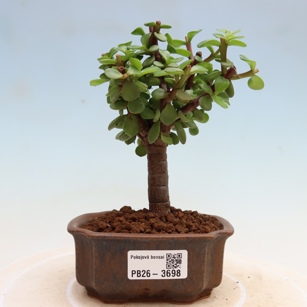 Izbové bonsaje - Portulakaria Afra - Tlustice