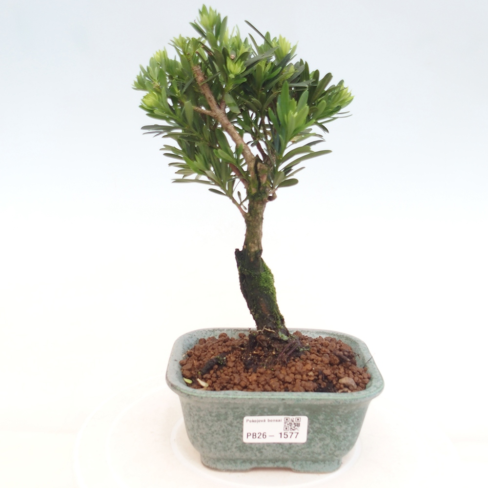 Izbové bonsaje - Podocarpus - Kamenný tis