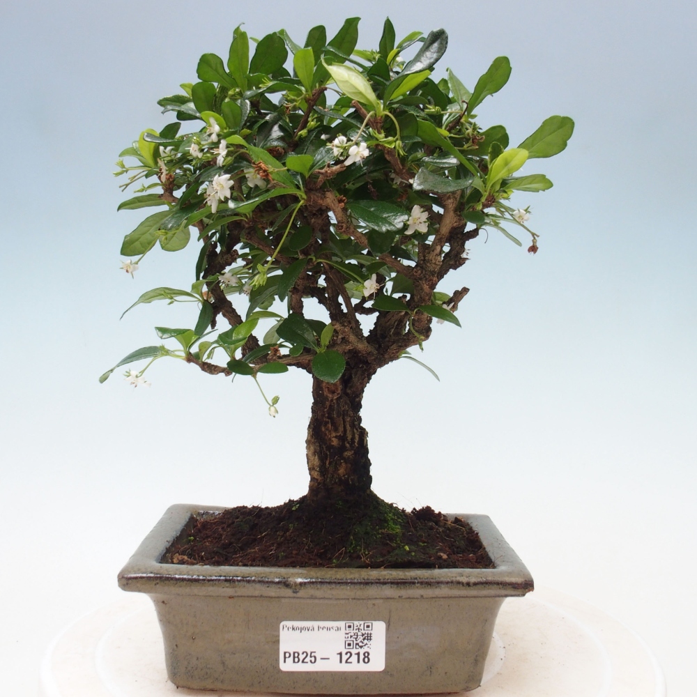 Izbová bonsai - Carmona macrophylla - Čaj fuki