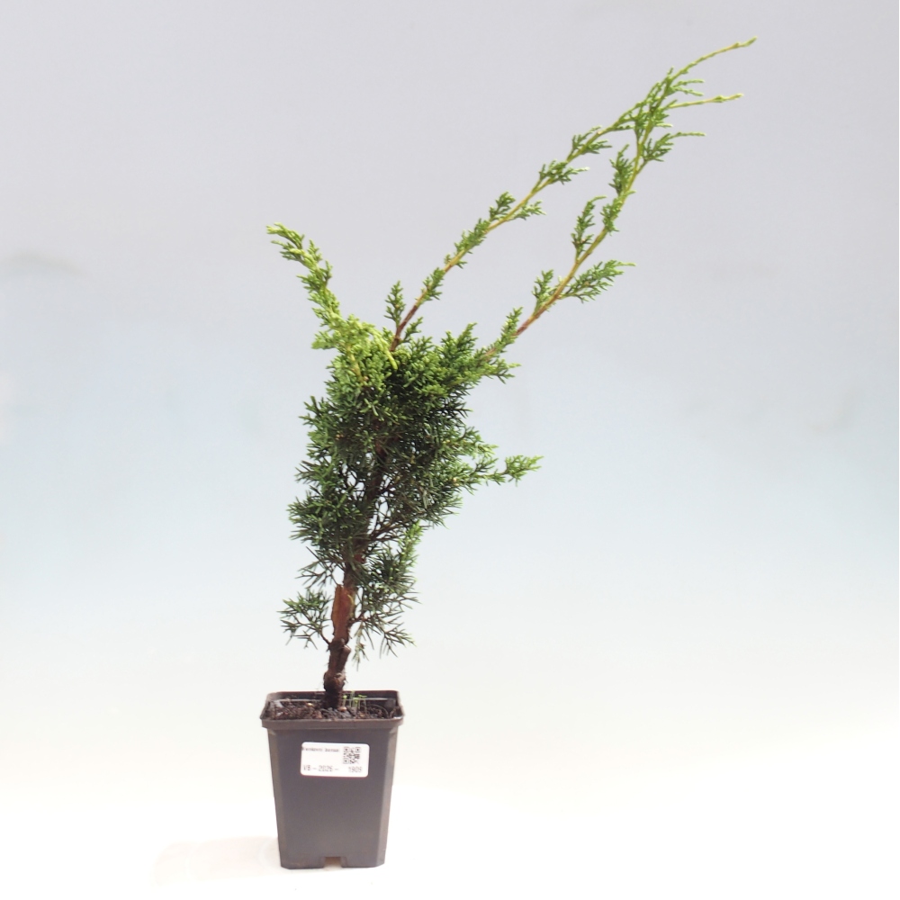 Vonkajší bonsaj - Juniperus chinensis Kishu