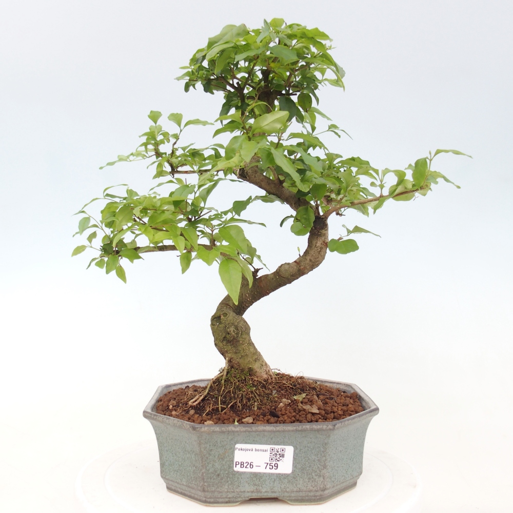 Izbová bonsai -Ligustrum chinensis - Vtáčí zob