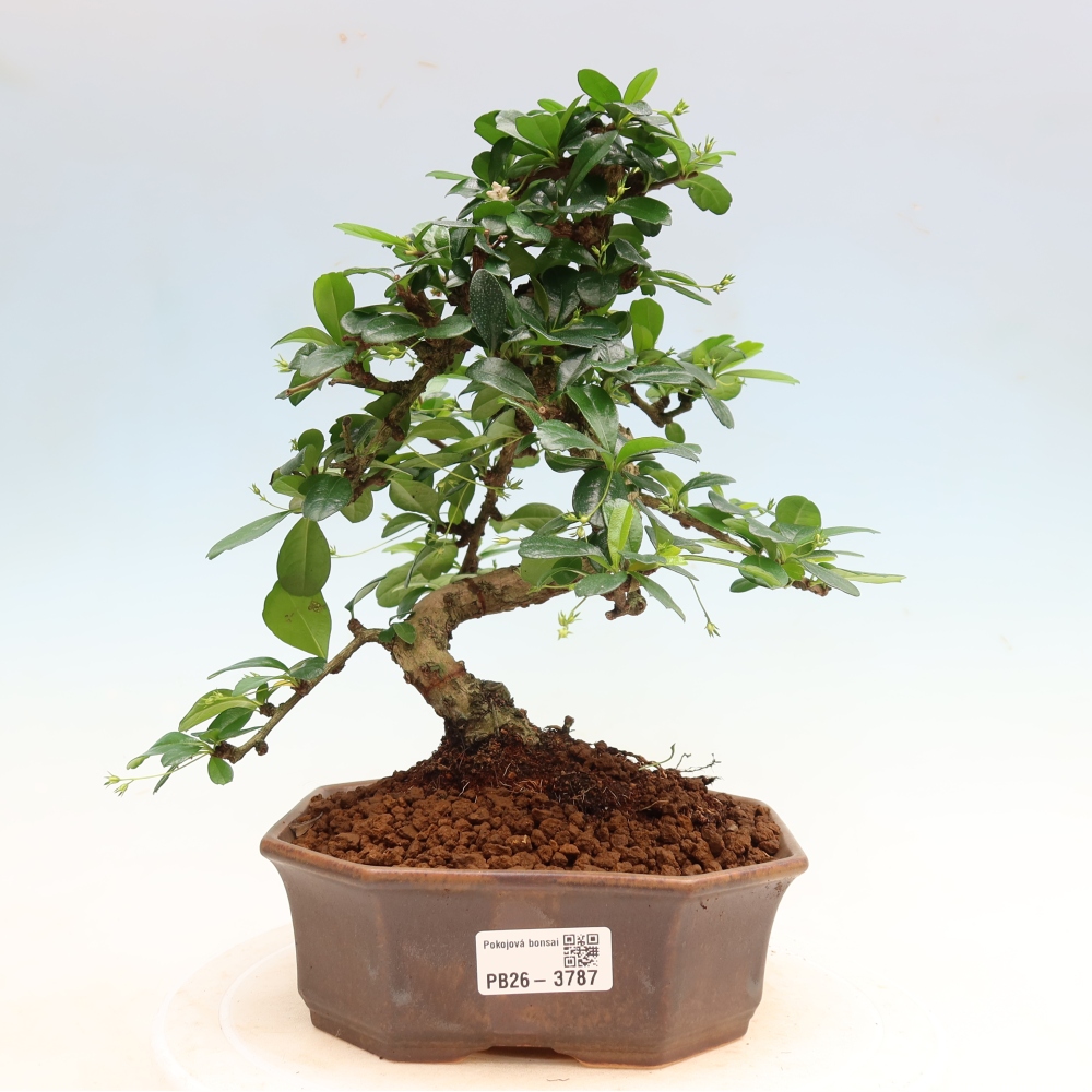 Izbové bonsaje - Carmona macrophylla - Tea fuki
