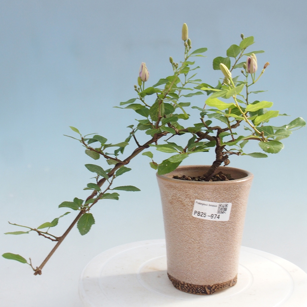 Izbová bonsai - Grewia occidentalis - Hviezdica levanduľová