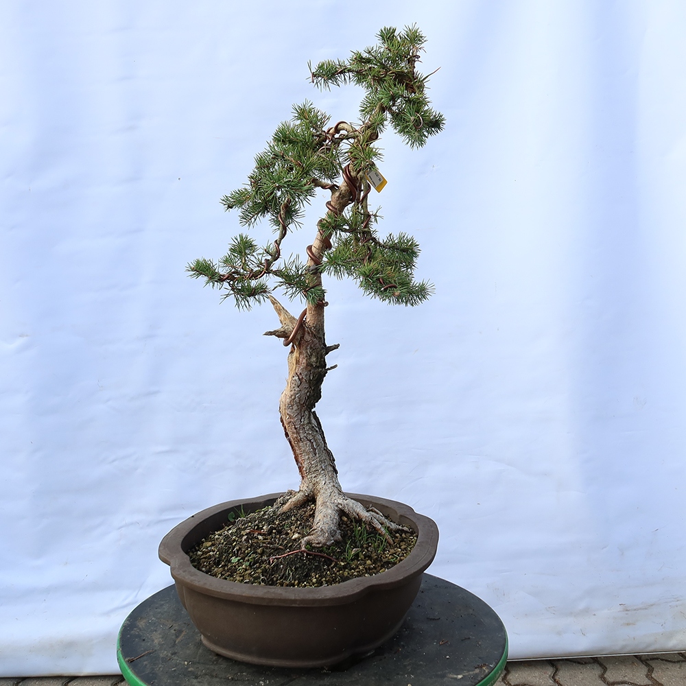 Pinus sylvestris Španielsko – borovica lesná
