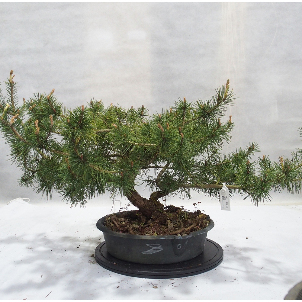 Yamadori - Pinus sylvestris 