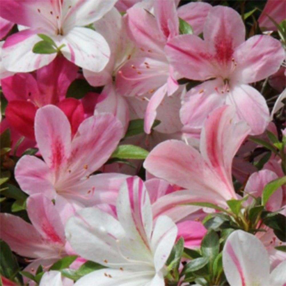 Vonkajší bonsaj - Japonská azalka - Azalka Miyabihime