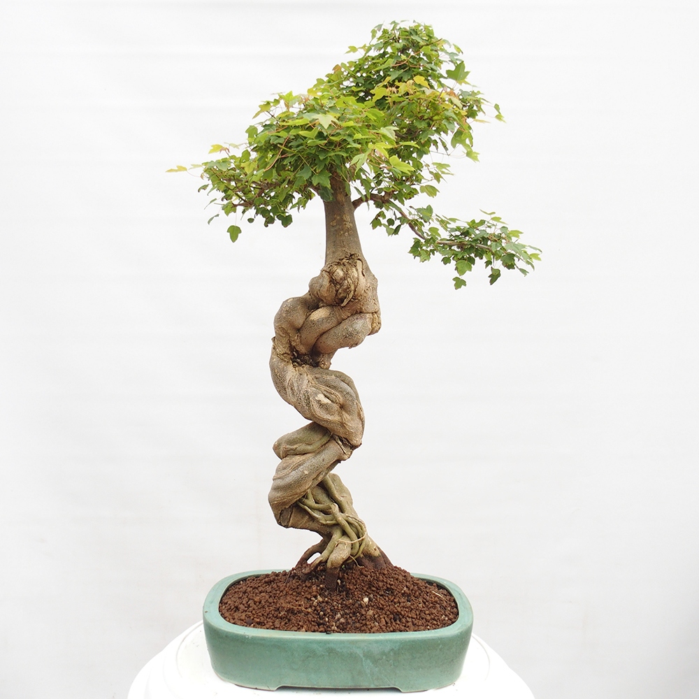 Vonkajšie bonsai - Javor Buergerianum - Javor Burgerův