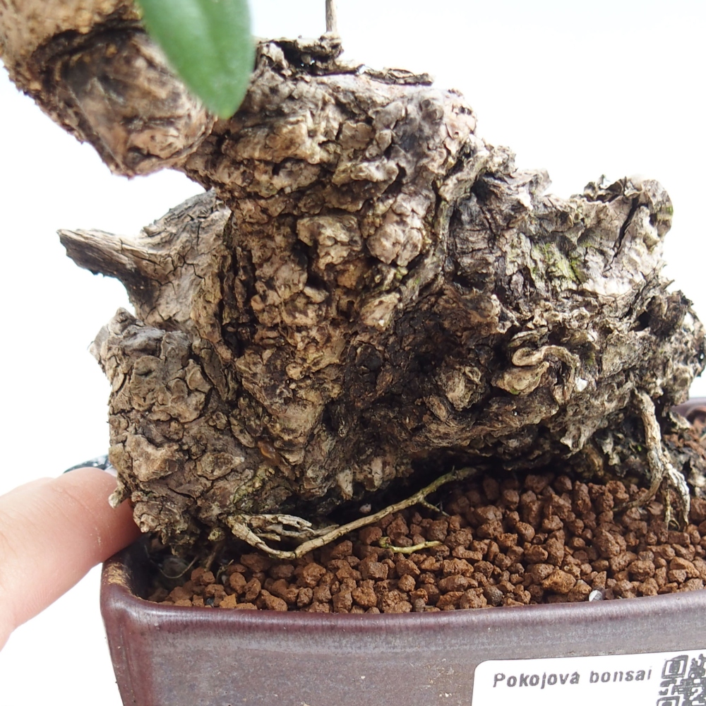 Izbová bonsai - Olea europaea sylvestris -Oliva evropská drobnolistá
