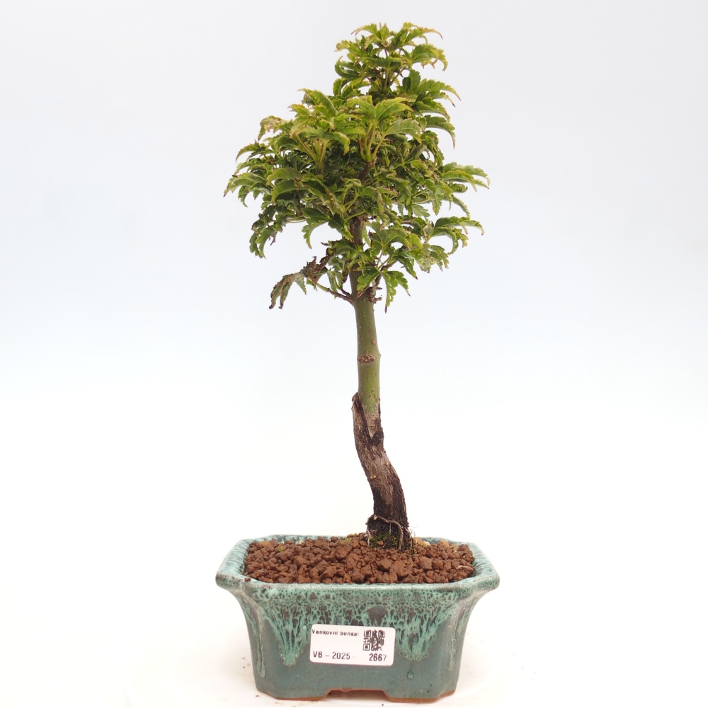 Vonkajší bonsai -Javor dlanitolistý Acer palmatum Shishigashira