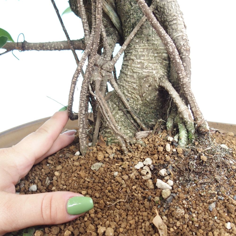 Izbový bonsaj - Ficus kimmen - drobnolistý fikus - len osobný odber alebo preprava na paletách