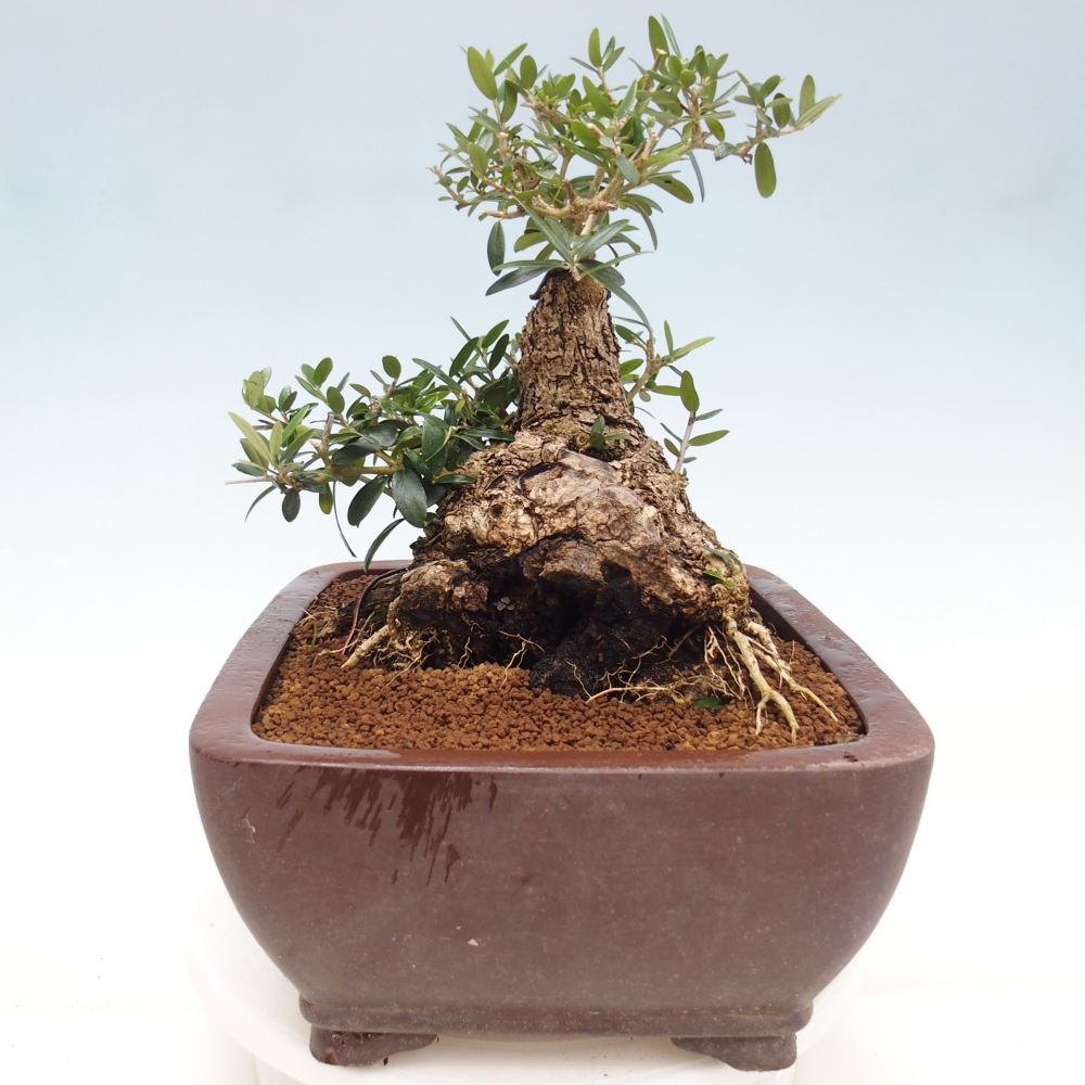 Izbová bonsai - Olea europaea sylvestris -Oliva evropská drobnolistá