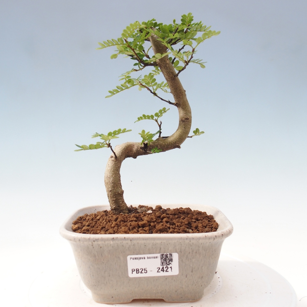 Izbová bonsai - Zantoxylum piperitum - korenistý