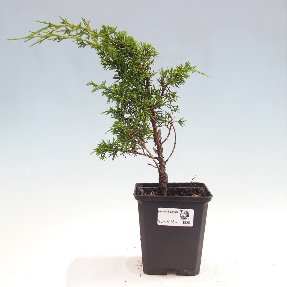 Vonkajší bonsaj - Juniperus chinensis Itoigawa