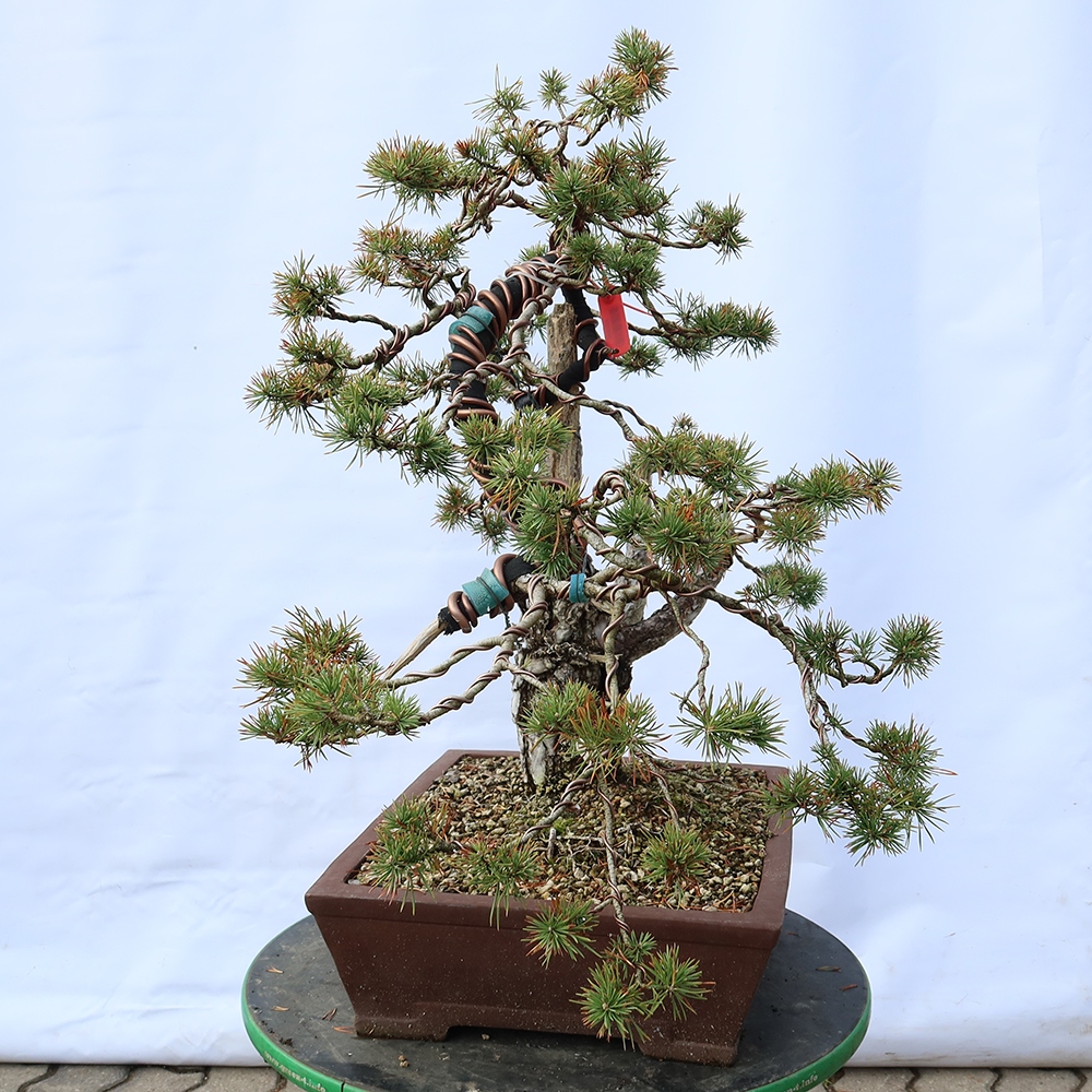 Pinus sylvestris Španielsko – borovica lesná