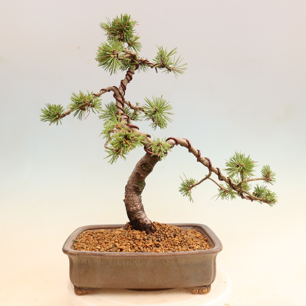 Vonkajšie bonsaje – Pinus mugo Humpy – borovica krivá
