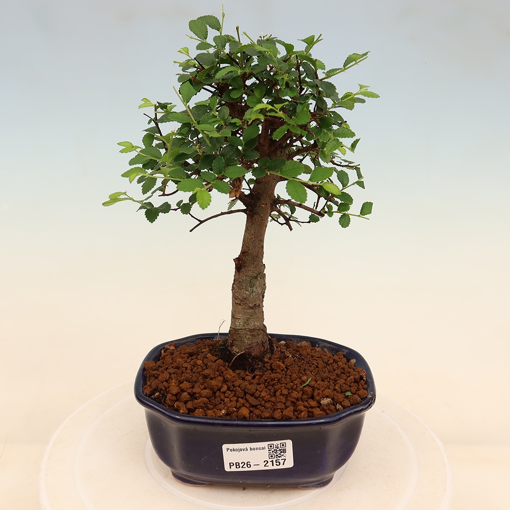 Izbový bonsaj - Ulmus parvifolia - brest malolistý