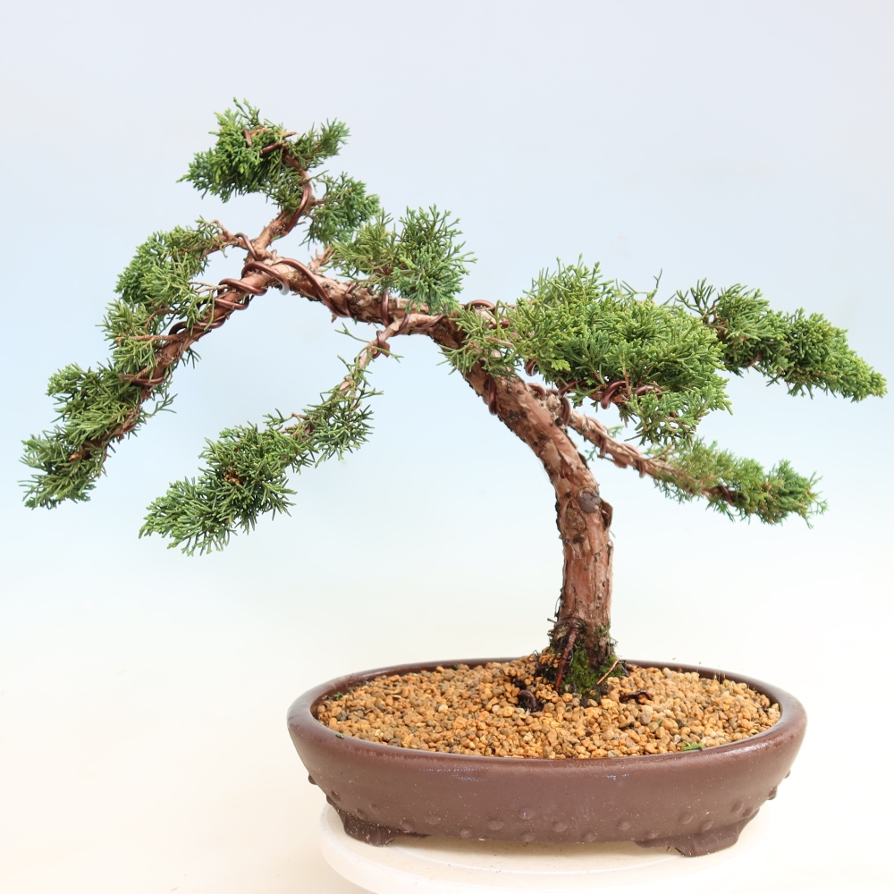 Vonkajší bonsaj - Juniperus chinensis Kishu