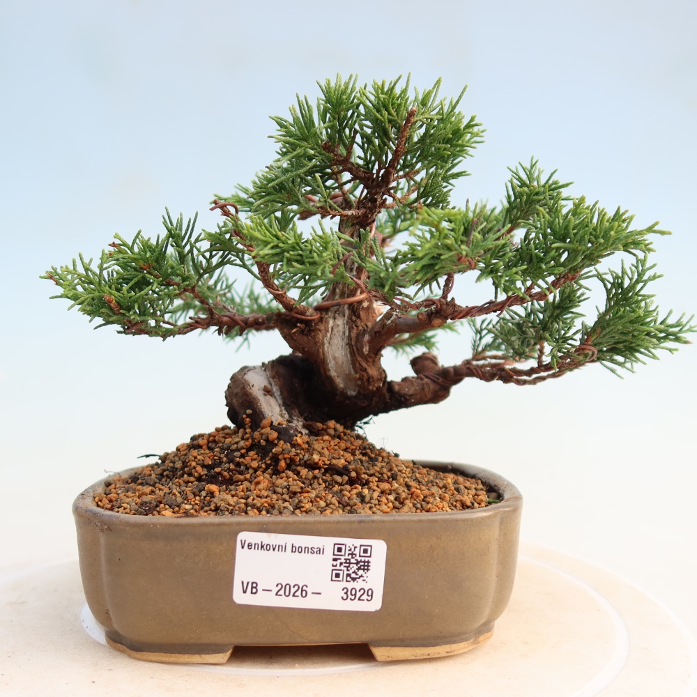 Vonkajší bonsai - Juniperus chinensis Itoigawa -Jalovec čínsky