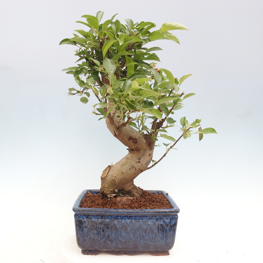 Vonkajší bonsai -Malus halliana - Maloplodá jabloň