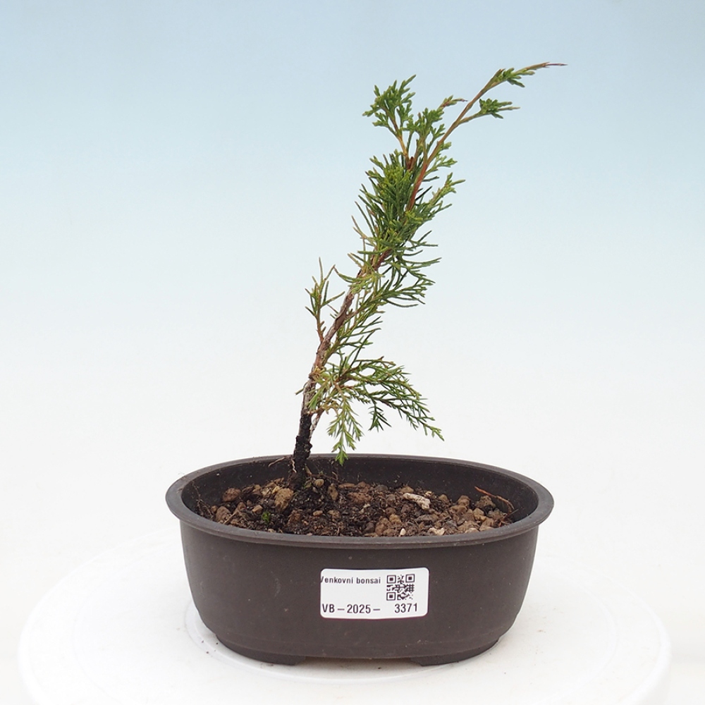 Vonkajší bonsai - Juniperus chinensis Itoigawa -Jalovec čínsky