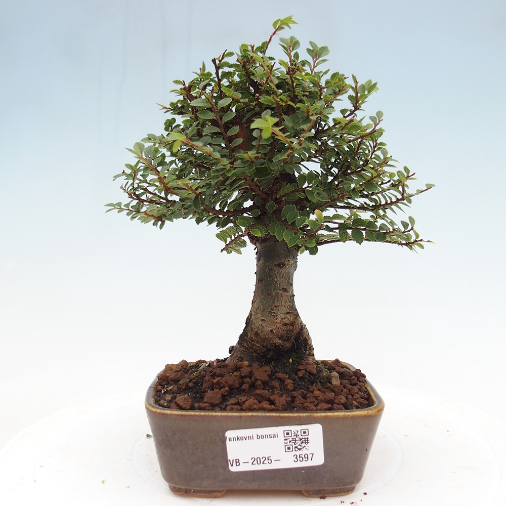 Vonkajší bonsaj - Ulmus parvifolia Hokkaido - čínsky brest