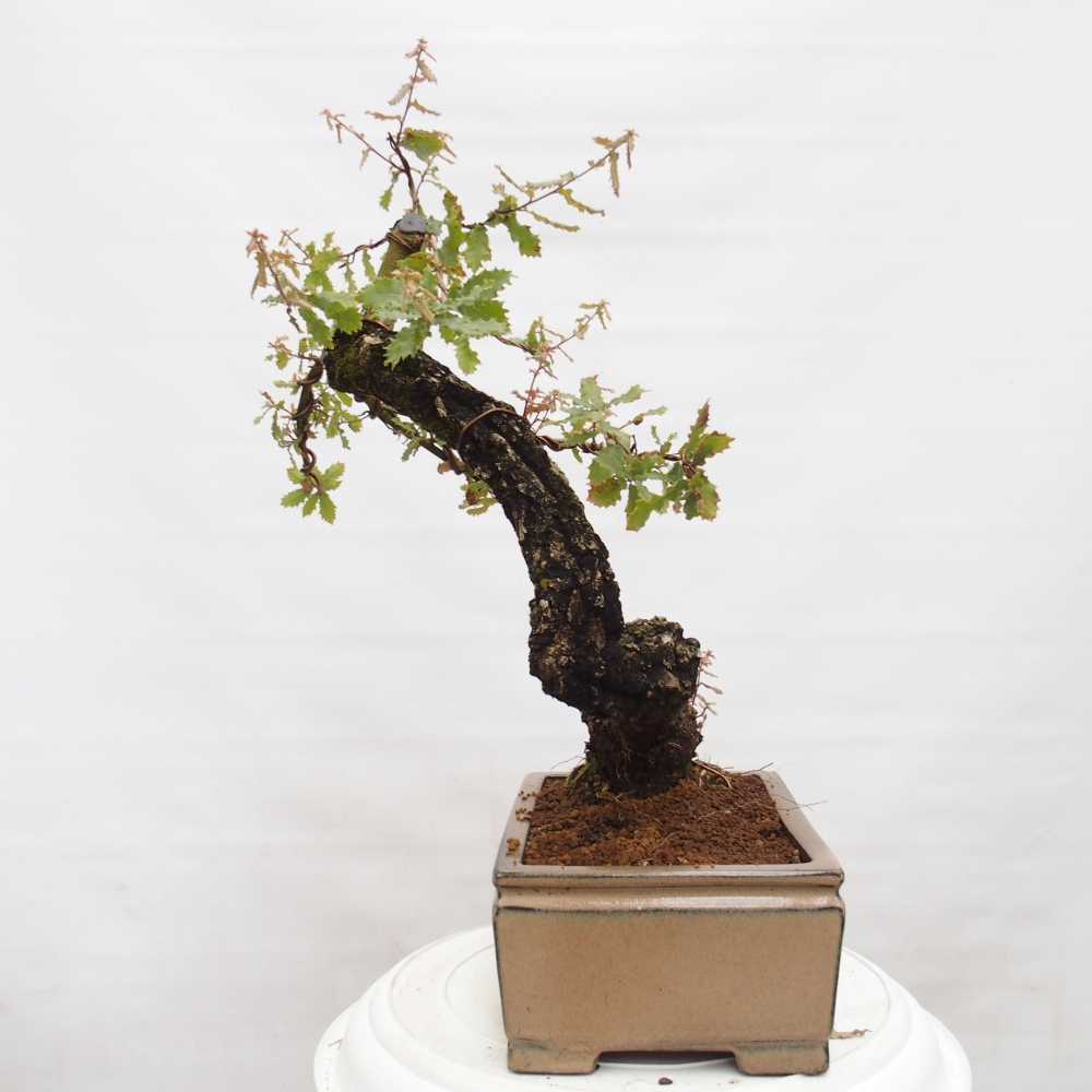 Yamadori - Quercus Ilex -Dub cezmínovitý
