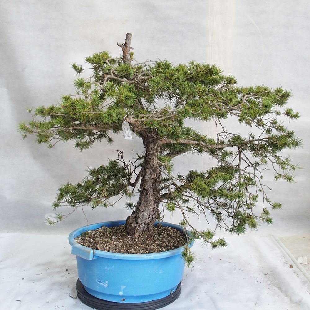Yamadori - Pinus sylvestris 
