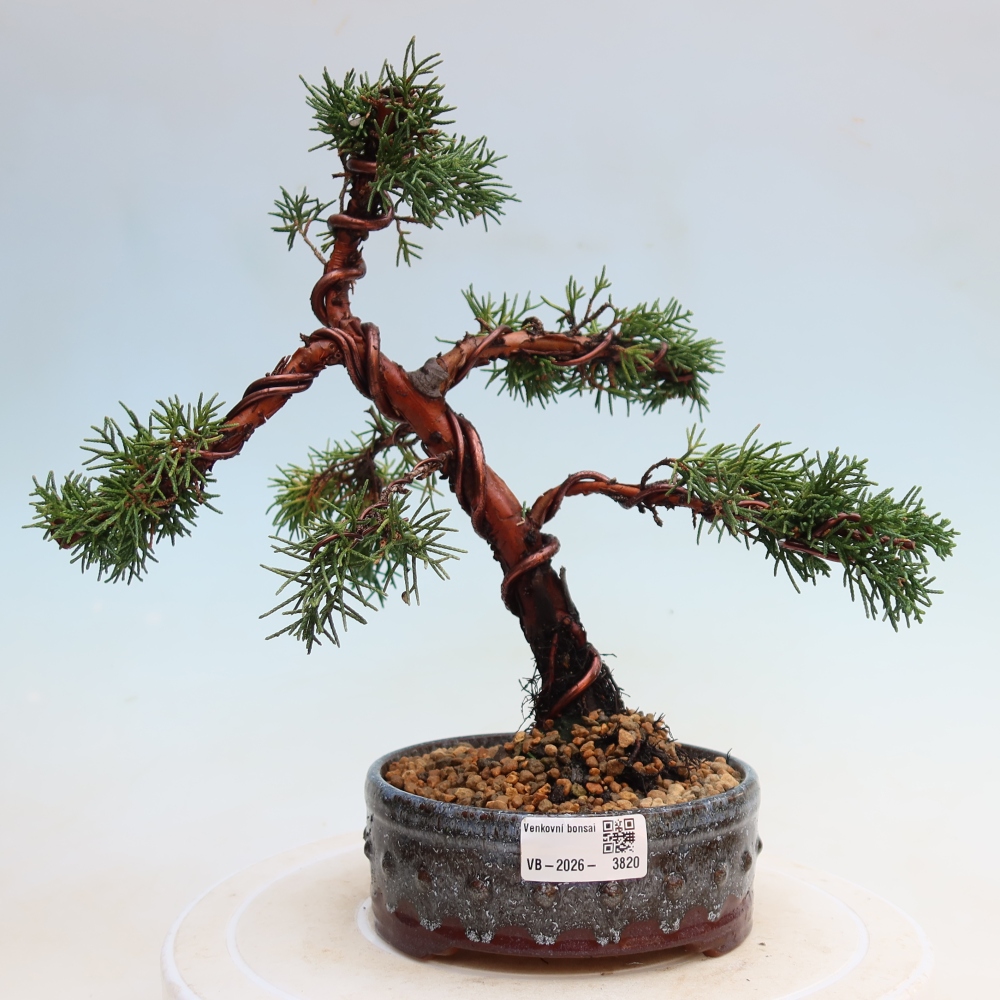Vonkajší bonsaj - Juniperus chinensis Kishu