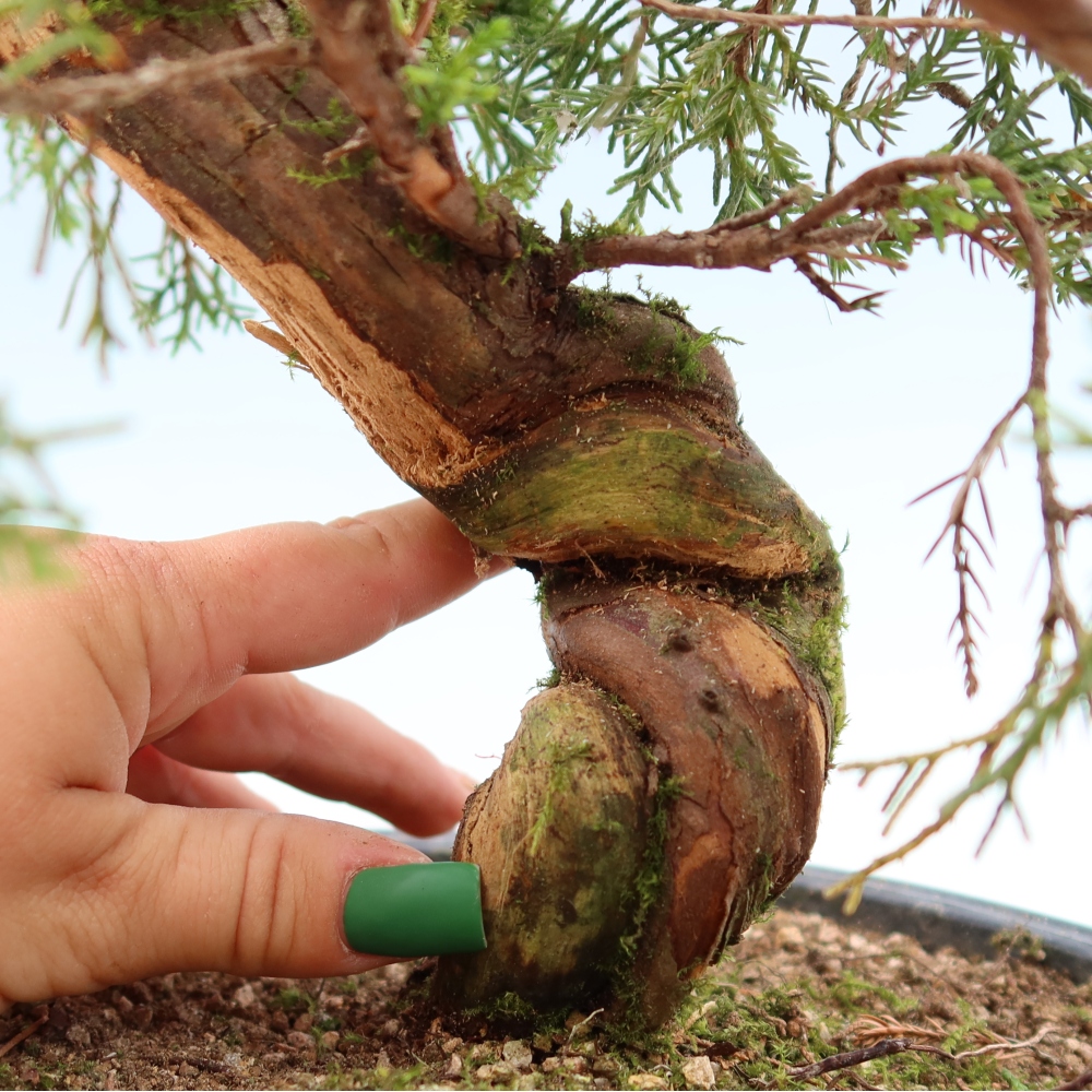 Vonkajší bonsai – Juniperus chinensis Itoigawa – čínsky jalovec