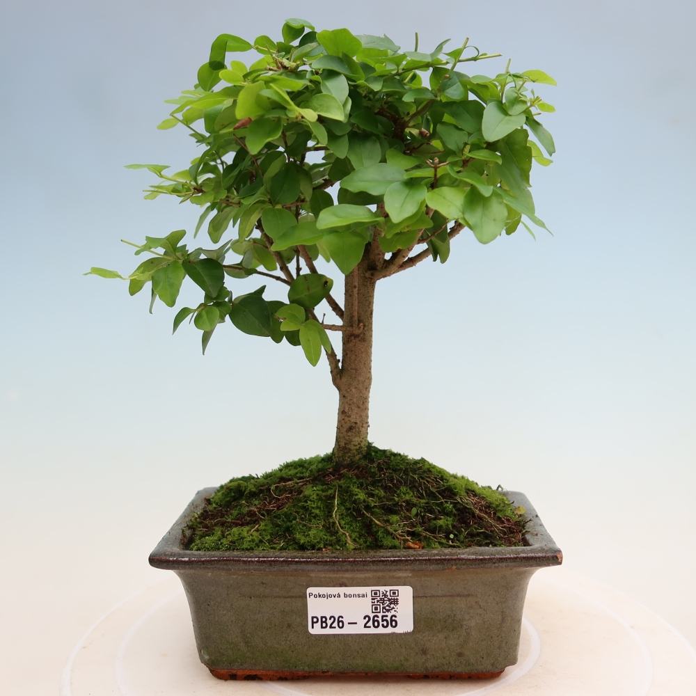 Izbový bonsaj -Ligustrum chinensis - Vtáčí zobák
