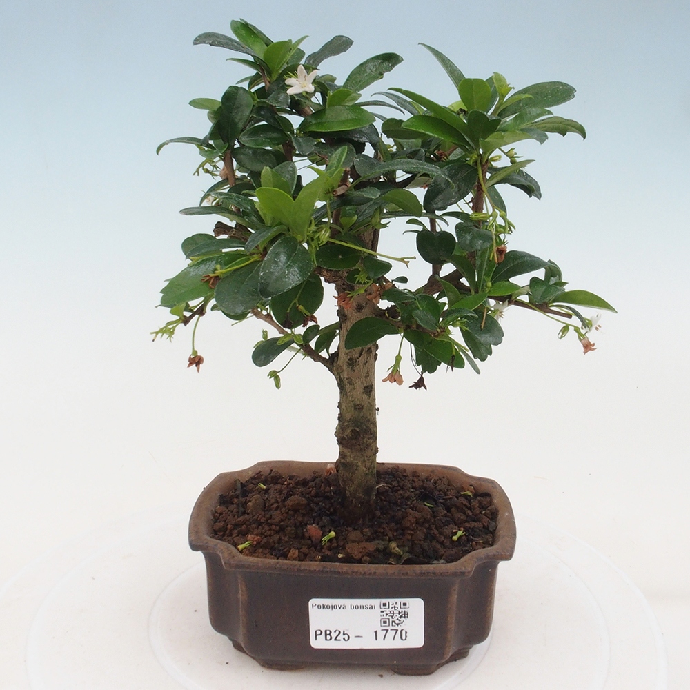 Izbová bonsai - Carmona macrophylla - Čaj fuki