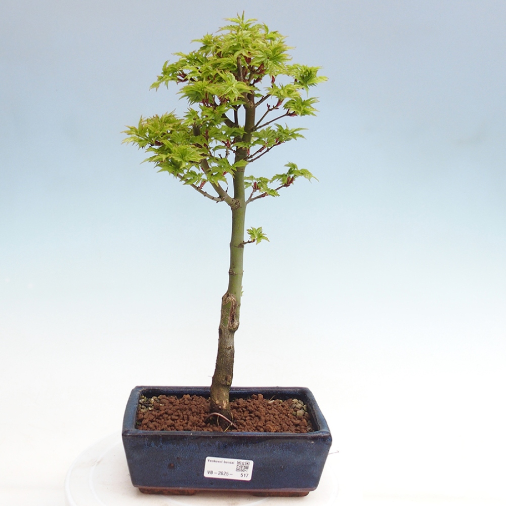 Vonkajší bonsai -Javor dlanitolistý Acer palmatum Shishigashira