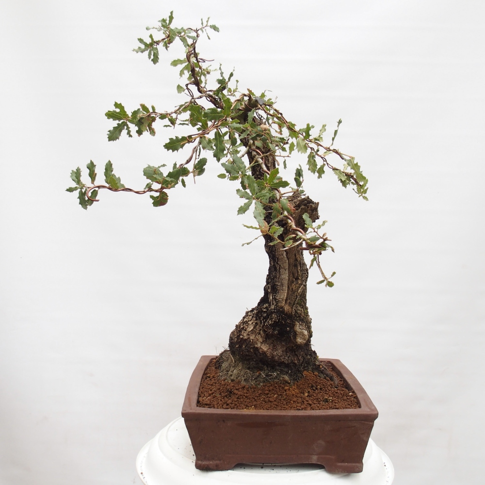 Yamadori - Quercus Ilex -Dub cezmínovitý