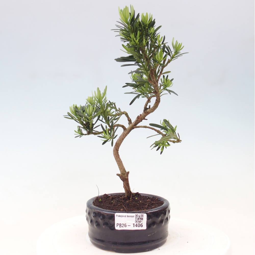 Izbové bonsaje - Podocarpus - Kamenný tis