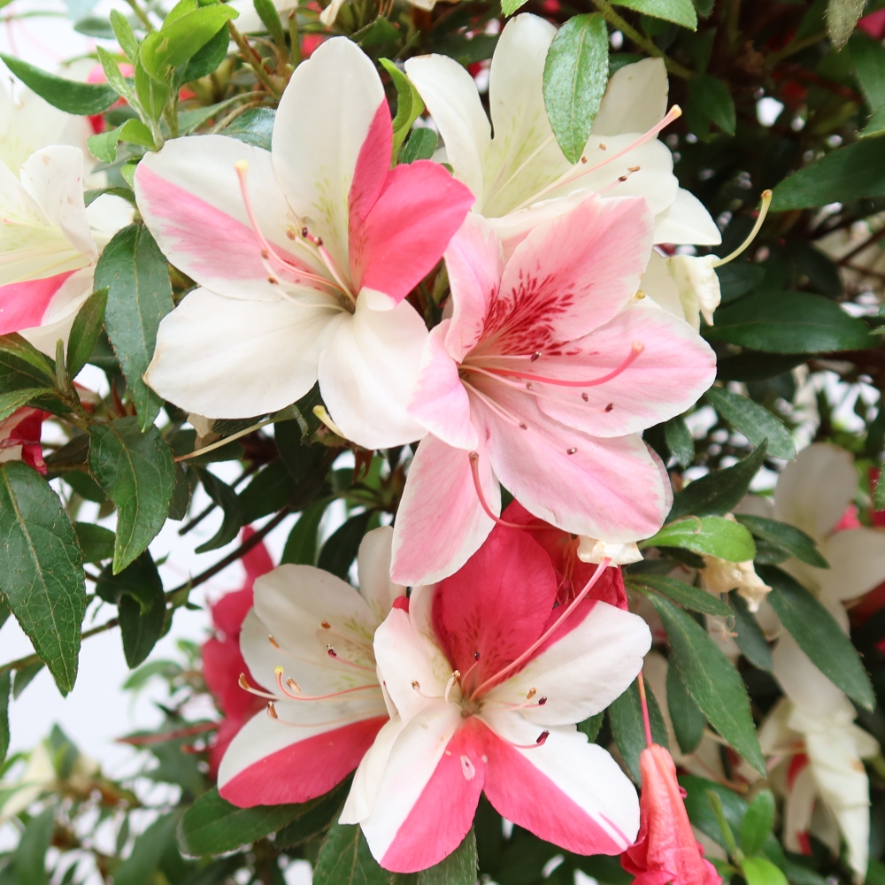 Vonkajšie bonsaje - Japonské azalky - Azalea satsuki