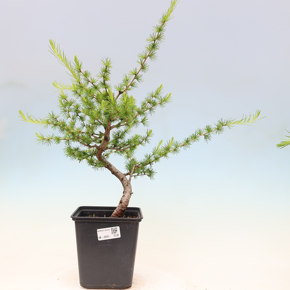 Vonkajšie bonsaje -Larix decidua - Smrekovec