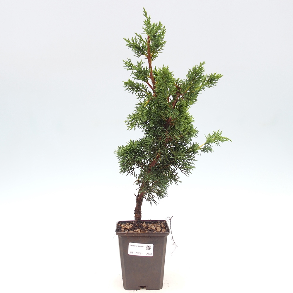 Vonkajšie bonsai - Juniperus chinensis Kishu -Jalovec čínsky
