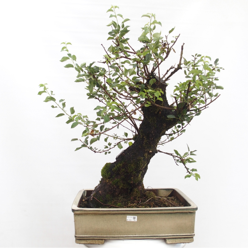 Vonkajšie bonsai - Mahalebka - Prunus mahalieb