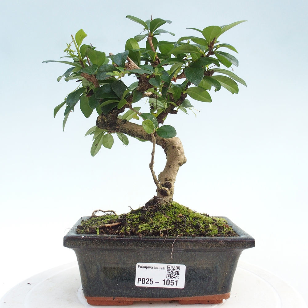 Izbová bonsai - Carmona macrophylla - Čaj fuki