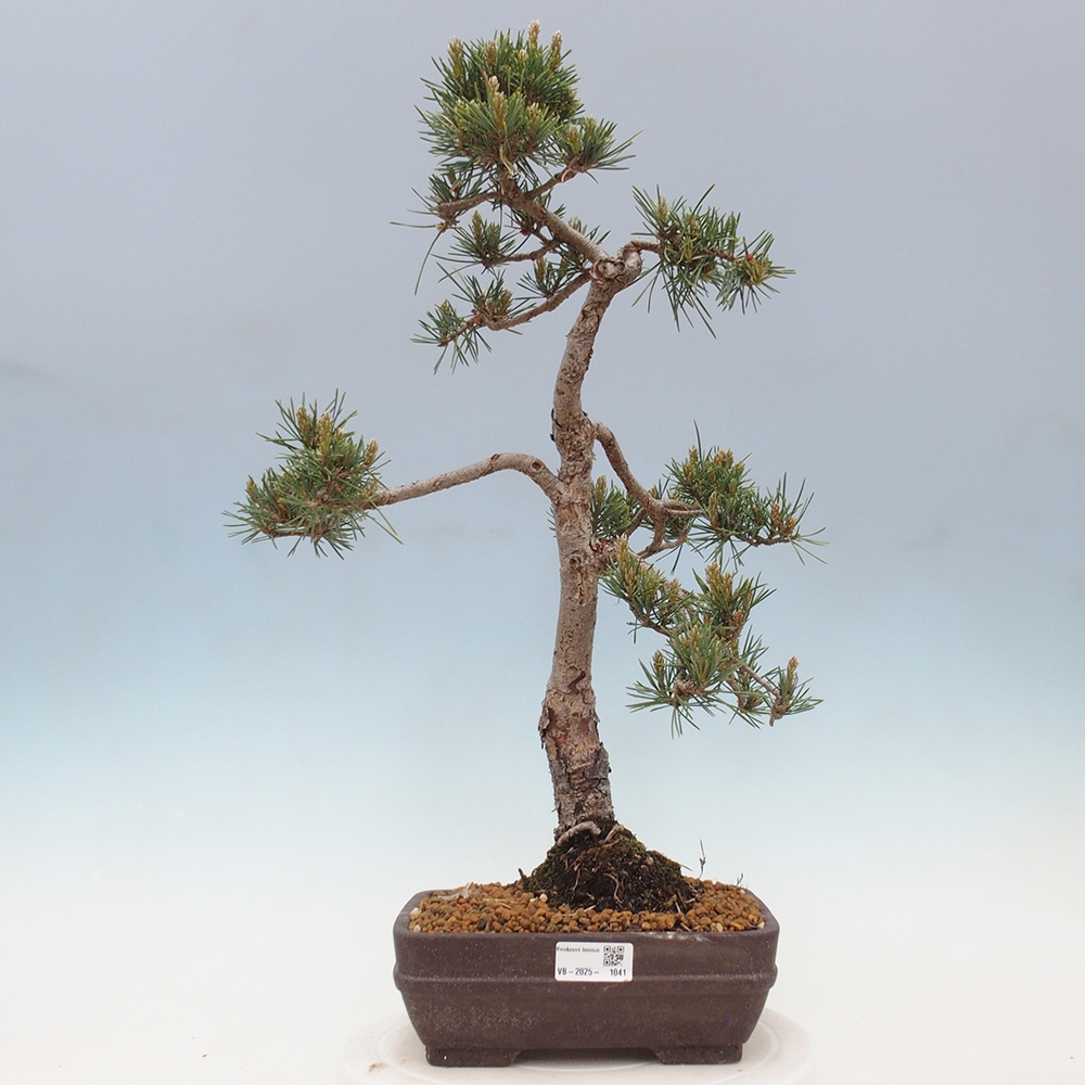 Vonkajšie bonsai - Pinus Sylvestris - Borovica lesná