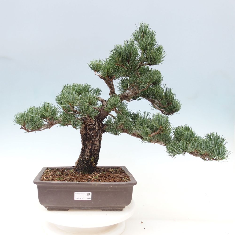 Vonkajšie bonsai - Pinus parviflora - Borovica drobnokvetá