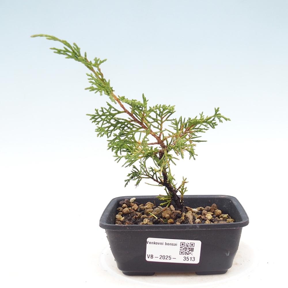 Vonkajší bonsaj - Juniperus chinensis Itoigawa