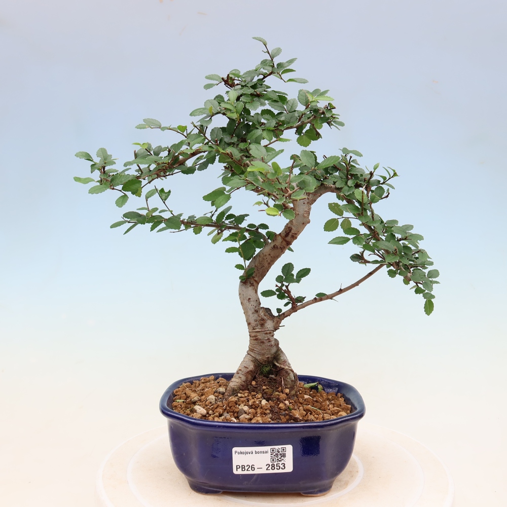 Izbový bonsaj - Ulmus parvifolia - brest malolistý