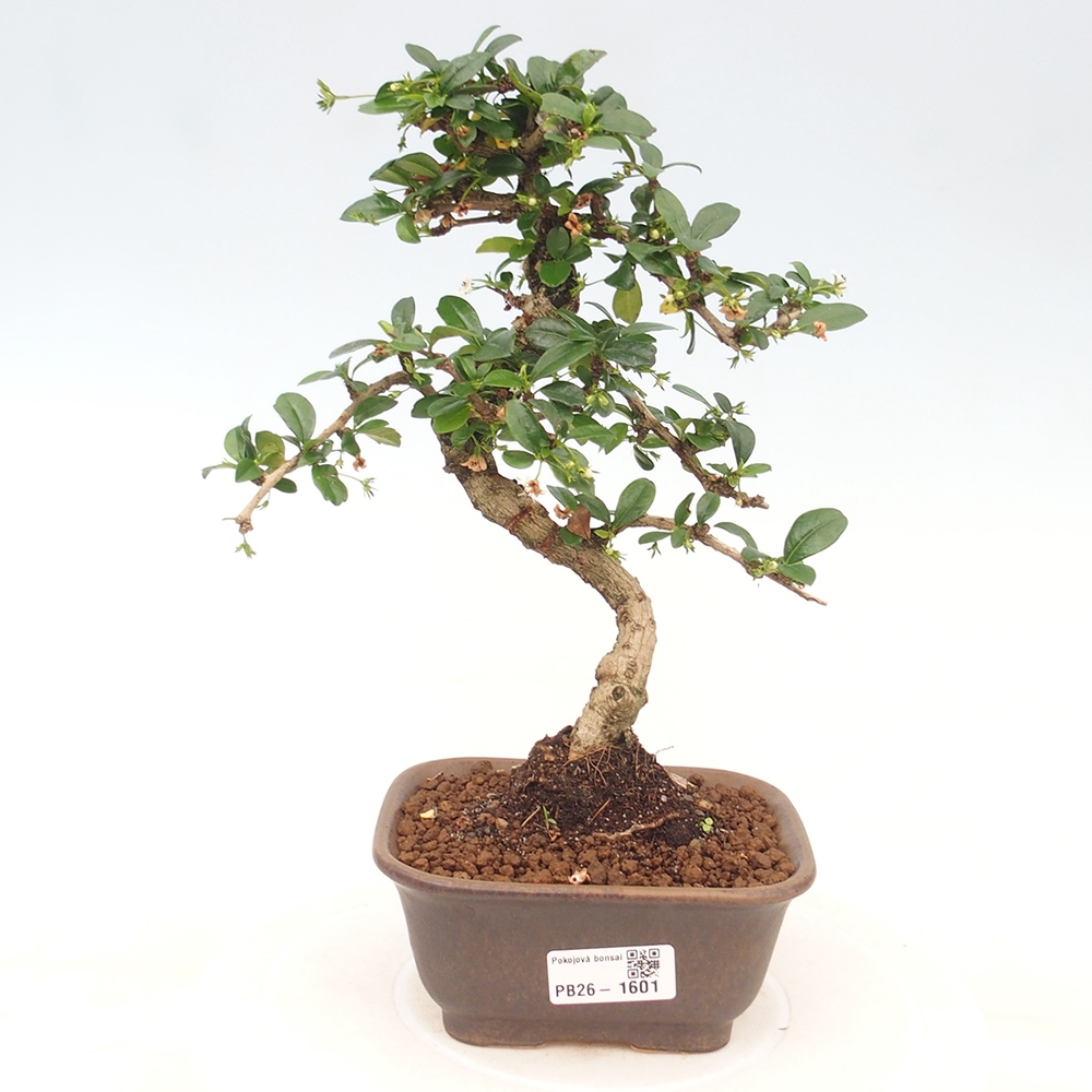 Izbové bonsaje - Carmona macrophylla - Tea fuki