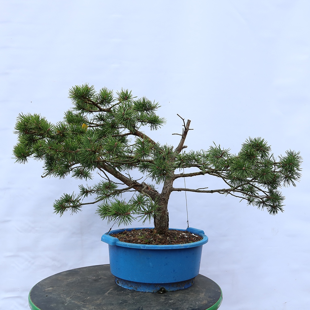 Pinus sylvestris Španielsko – borovica lesná