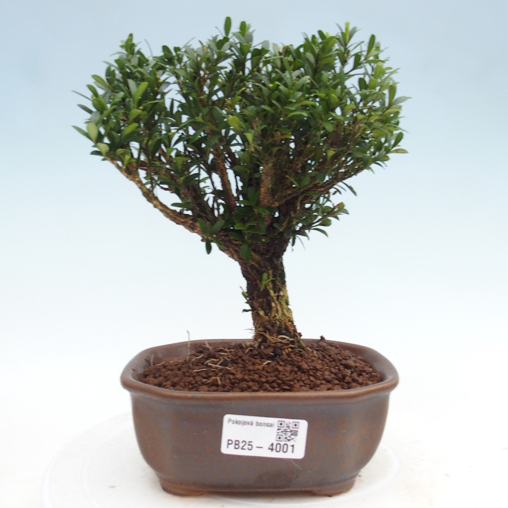 Izbové bonsaje - Buxus harlandii - korkový buxus