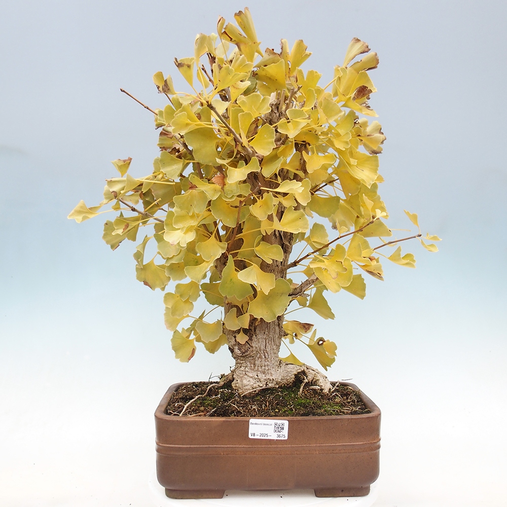 Vonkajšie bonsai - Ginko dvojlaločné - Ginkgo biloba