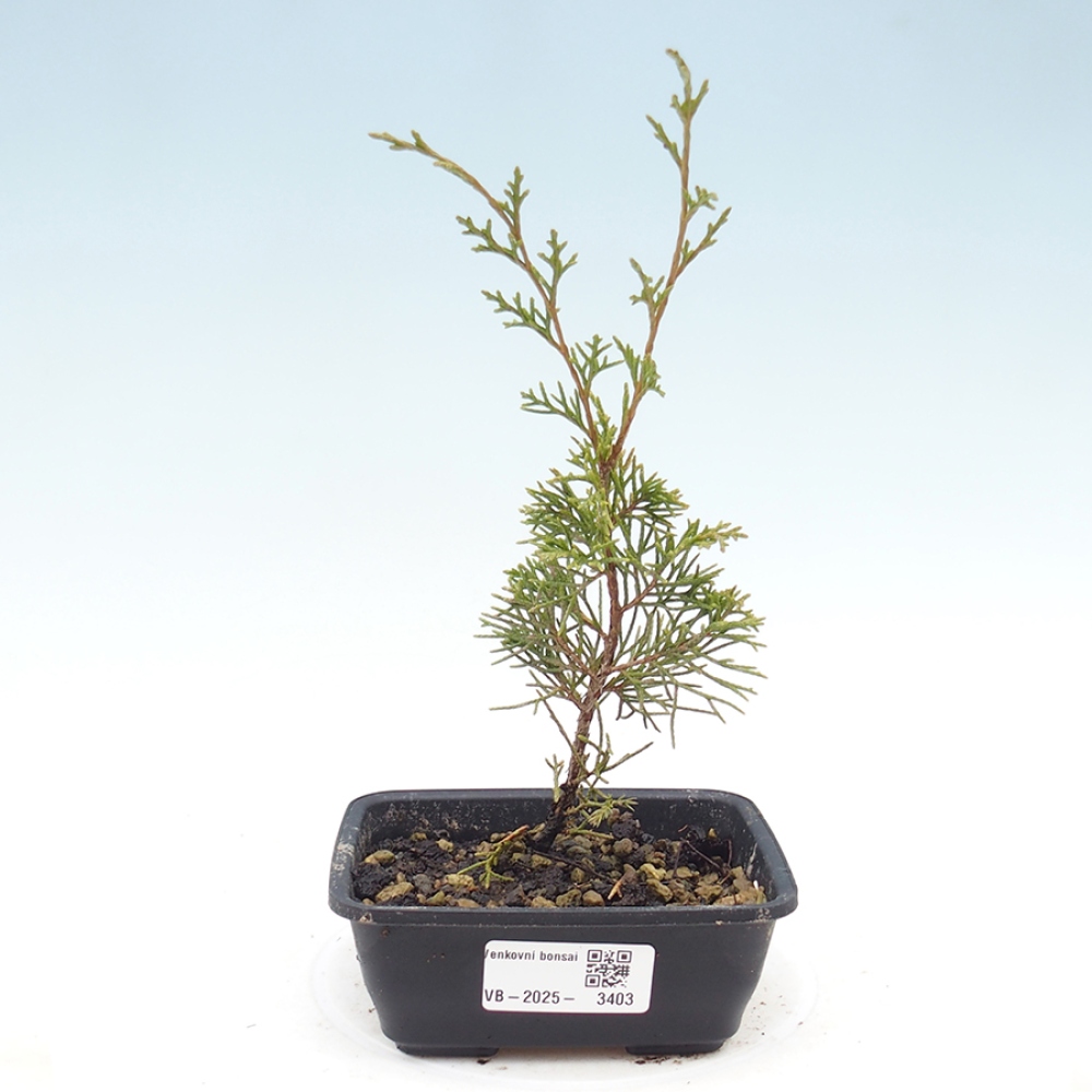 Vonkajší bonsaj - Juniperus chinensis Itoigawa