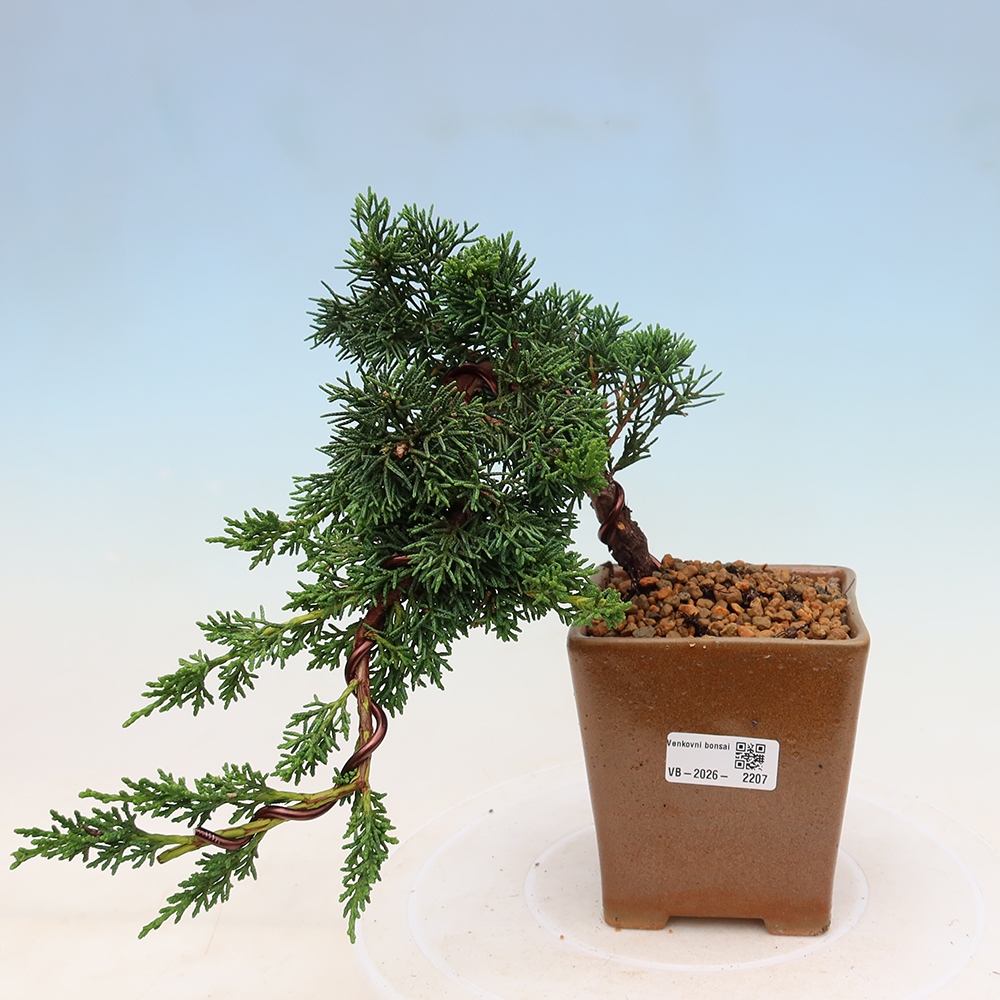 Vonkajší bonsaj - Juniperus chinensis Kishu